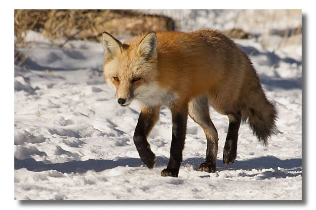 Ee056195351 Adaptations Of A Fox